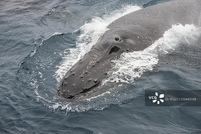 座头鲸，南桑威奇群岛，南极洲图片素材