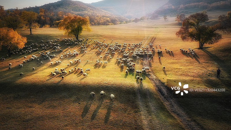 圆圆满满的羊群（蛤蟆坝航拍）图片素材