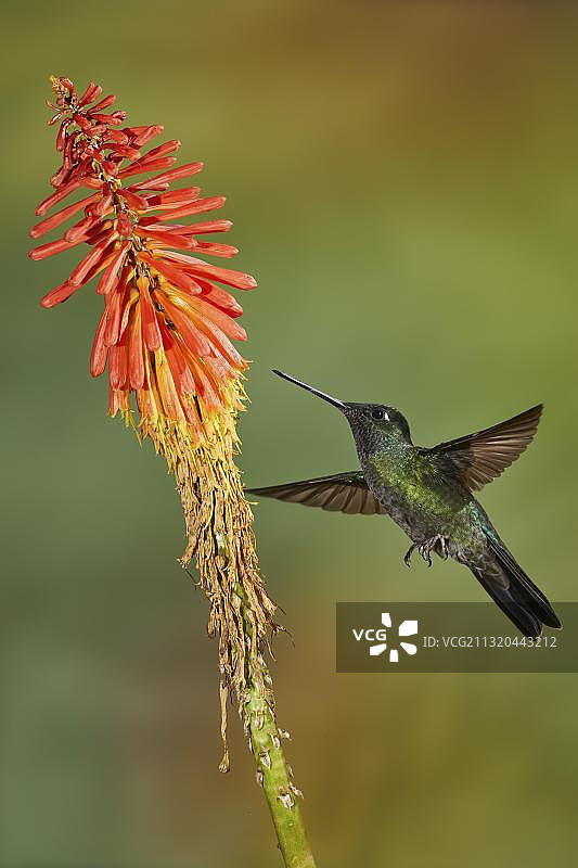紫冠蜂鸟接近火炬百合，哥斯达黎加，中美洲图片素材