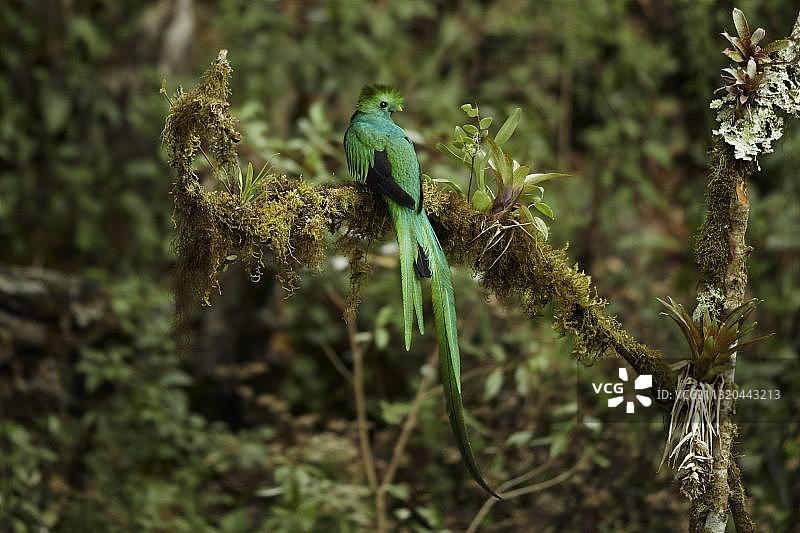 危地马拉凤尾绿咬鹃，栖息于哥斯达黎加中美洲雨林苔藓树枝上图片素材