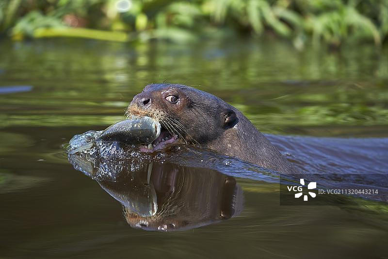 南美洲巴西潘塔纳尔湿地：在库亚巴河中捕获鱼的巨型水獭图片素材