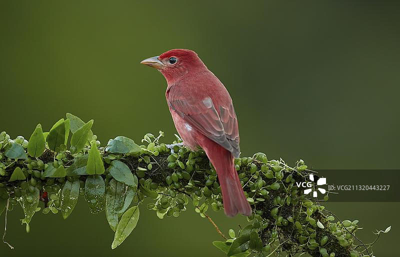 红咬鹃，哥斯达黎加，中美洲图片素材