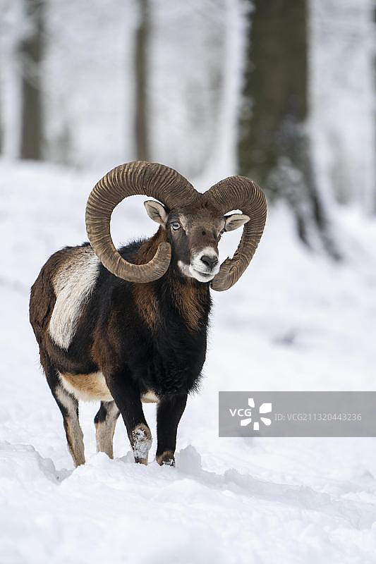 冬季森林中的欧洲摩弗伦羊（欧洲，德国）图片素材