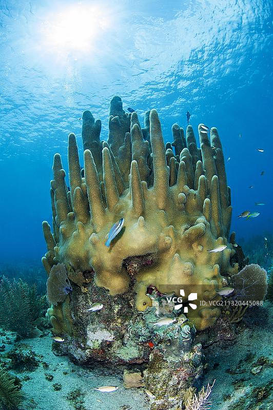女王花园国家公园的柱状珊瑚图片素材