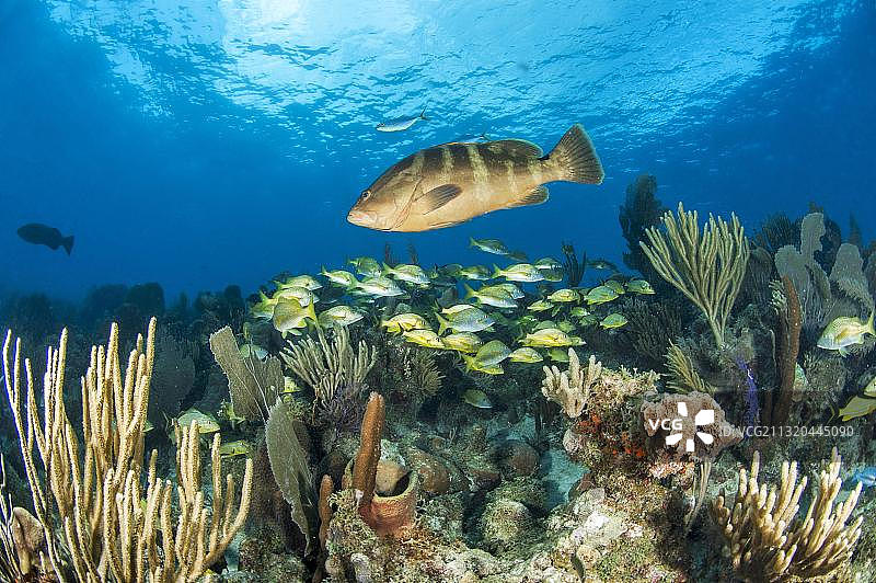 女王花园国家公园的石斑鱼和黄鲷鱼图片素材