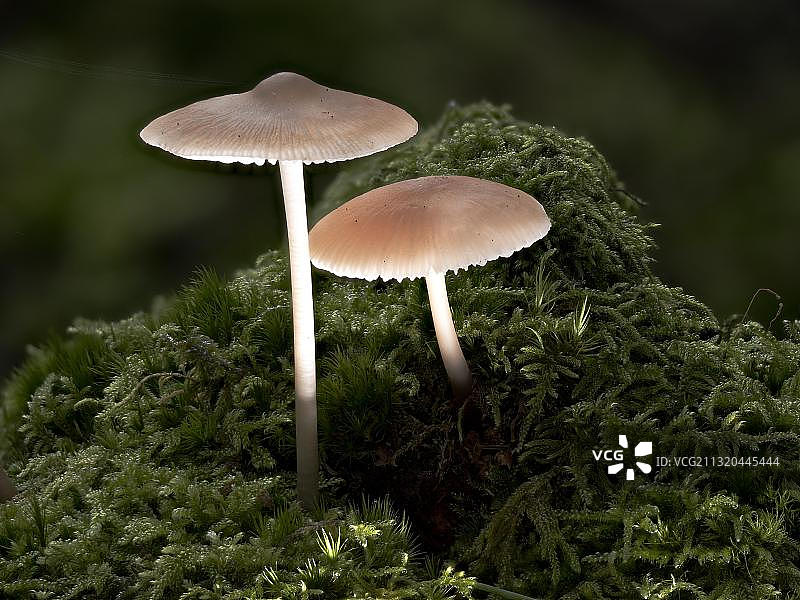 小菇，德国北莱茵-威斯特法伦州，欧洲图片素材