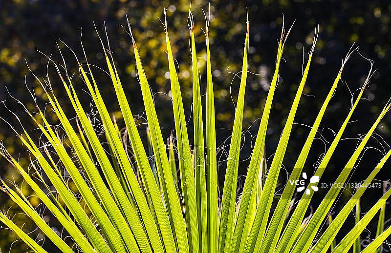 裙棕或华盛顿棕榈叶，结构，水疗，皮埃什佳尼，斯洛伐克，欧洲图片素材