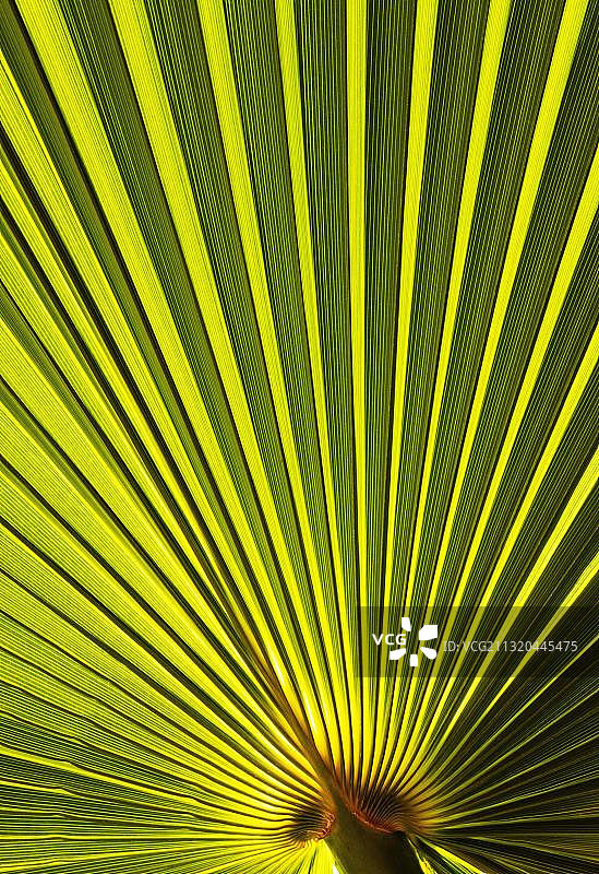 棕榈叶结构图片素材