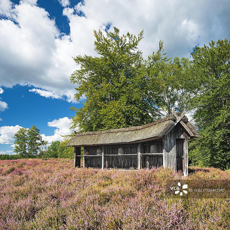 典型的石南景观与传统的蜂栅栏和开花石南，Lueneburger Heide，下萨克森，德国，欧洲图片素材