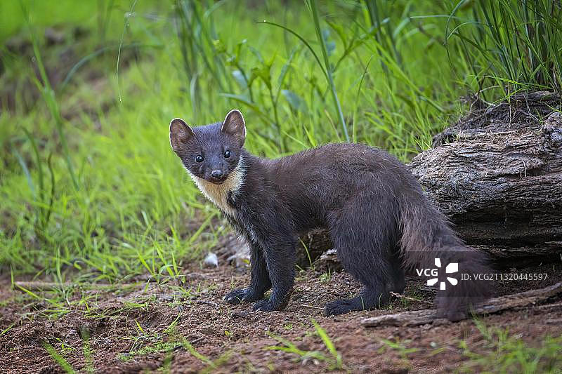 欧洲松貂（Martes martes）或松貂，位于德国萨克森-安哈尔特州中易北河生物圈保护区图片素材