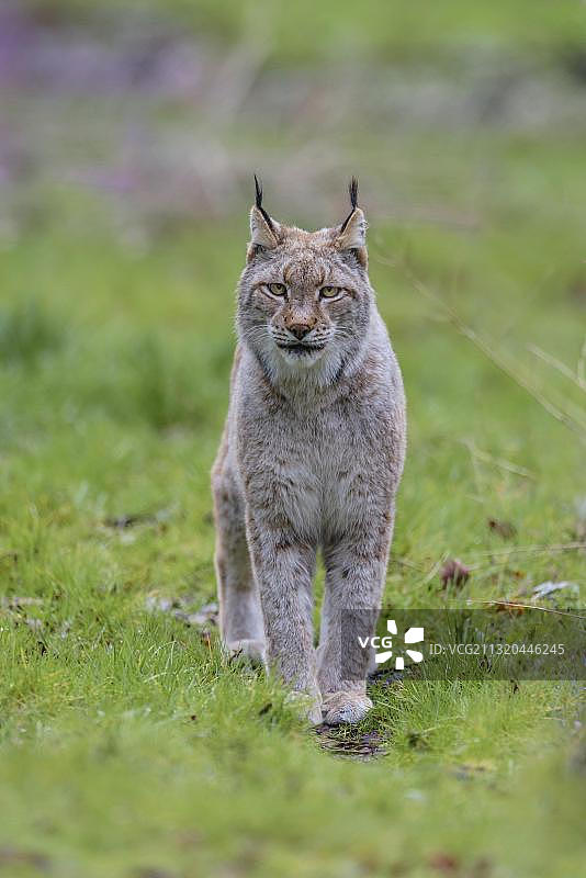 欧亚猞猁（德国，欧洲）图片素材