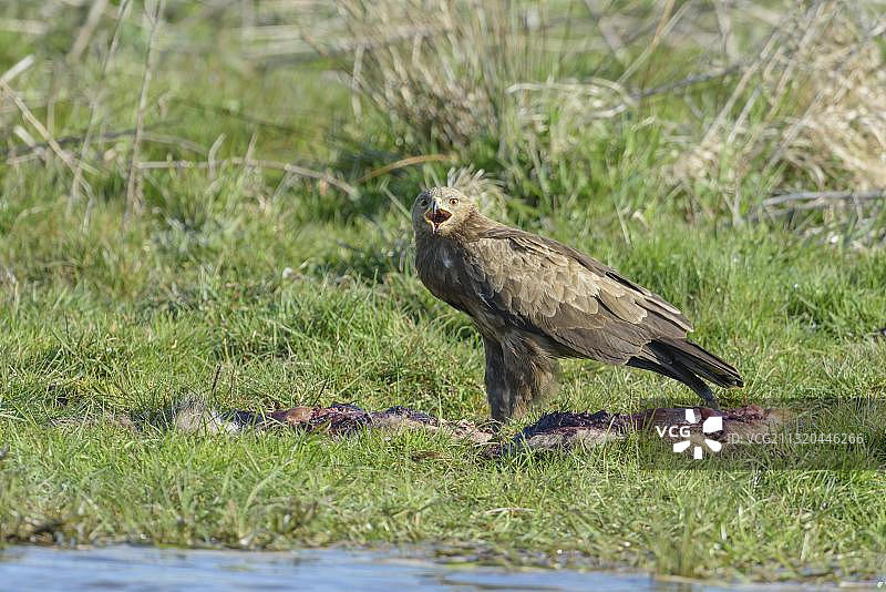 雄性小斑点鹰，德国梅克伦堡-前波美拉尼亚图片素材