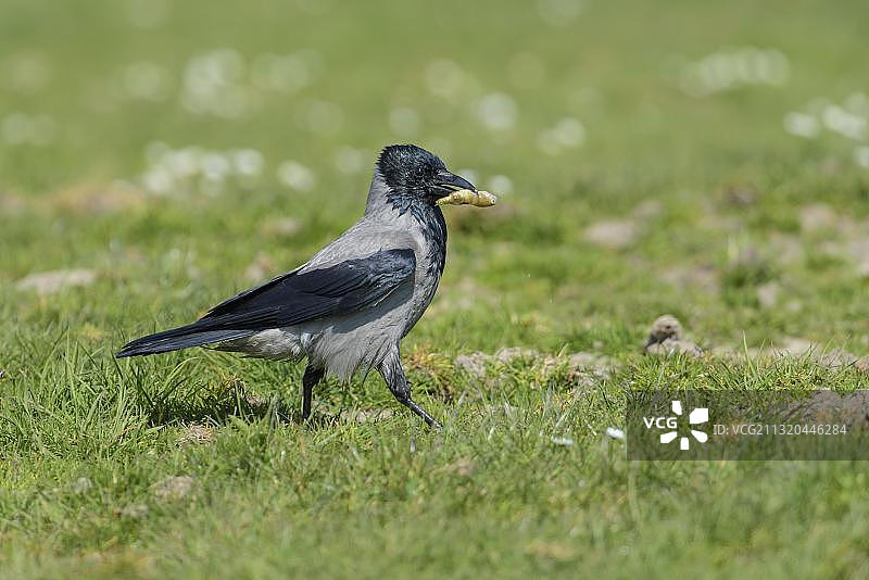 戴帽乌鸦，位于德国梅克伦堡-前波莫瑞州图片素材