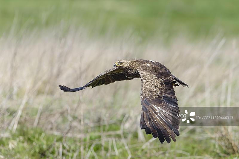 德国梅克伦堡-前波莫瑞的小斑点鹰（雌性）图片素材