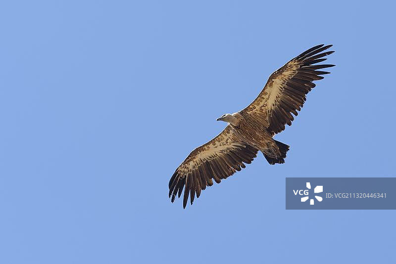 兀鹫，克里特岛，希腊，欧洲图片素材