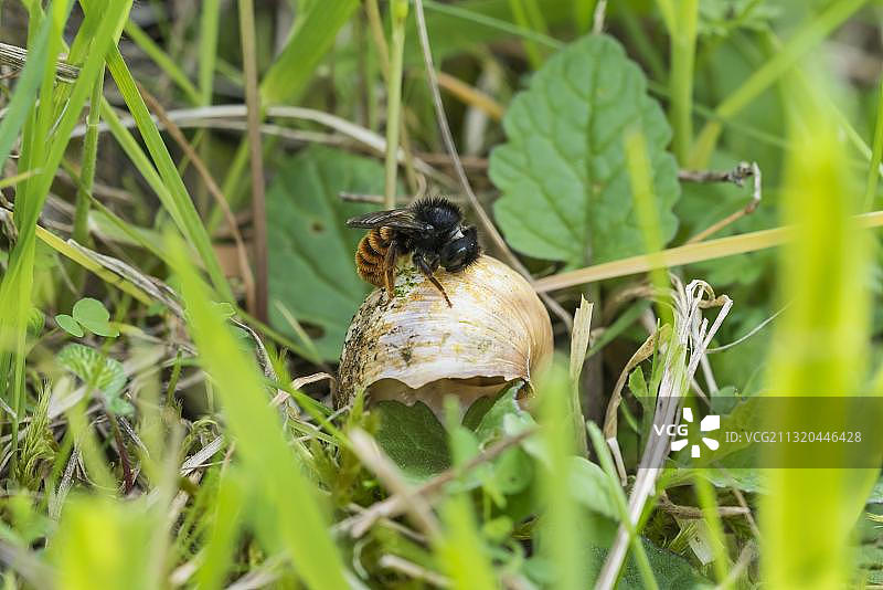 双色蜗牛壳泥蜂图片素材