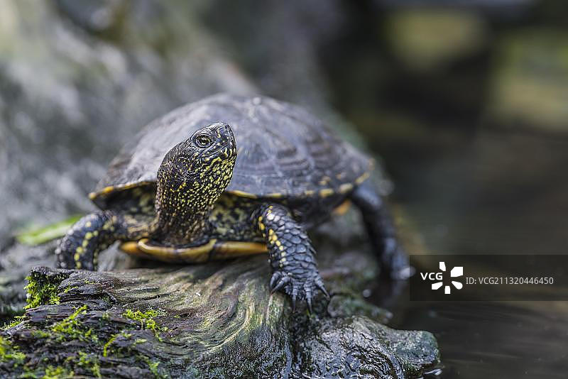 欧洲泽龟图片素材