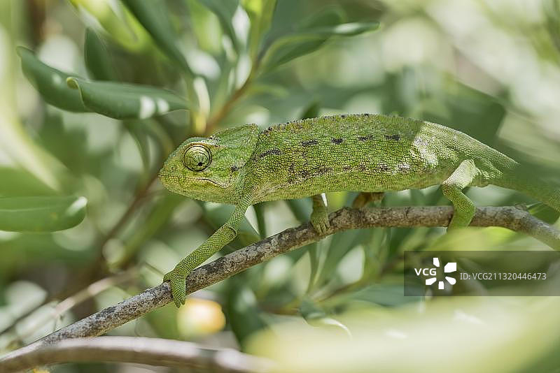 地中海变色龙图片素材