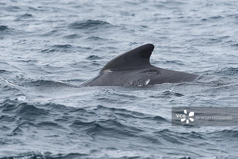 长肢领航鲸，直布罗陀海峡，西班牙图片素材