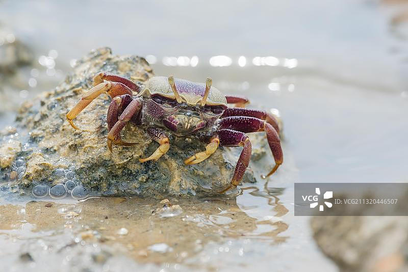 雄性欧洲招潮蟹，西班牙安达卢西亚图片素材