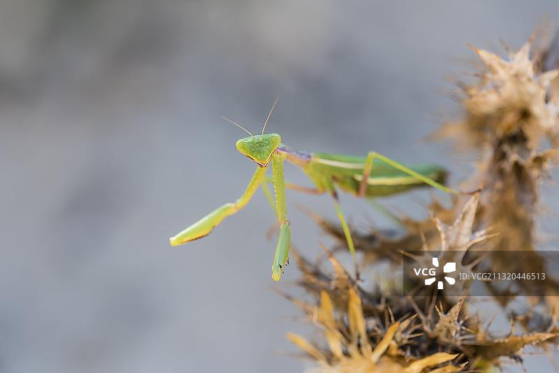 地中海螳螂，摄于西班牙安达卢西亚图片素材