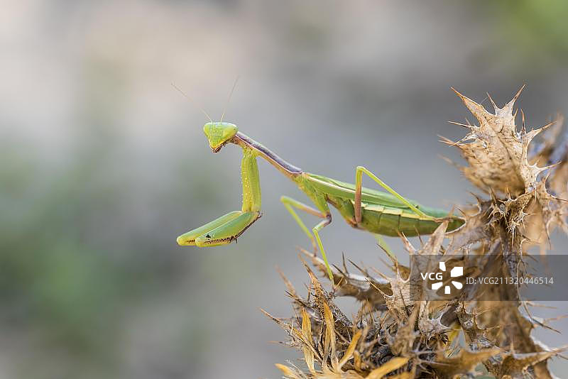 地中海螳螂，摄于西班牙安达卢西亚图片素材