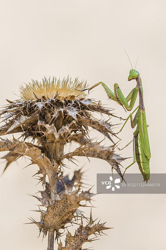 地中海螳螂，摄于西班牙安达卢西亚图片素材