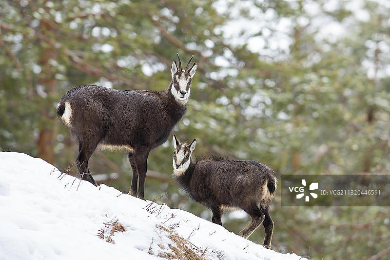 奥地利蒂罗尔森林雪坡上的羚羊与幼崽图片素材
