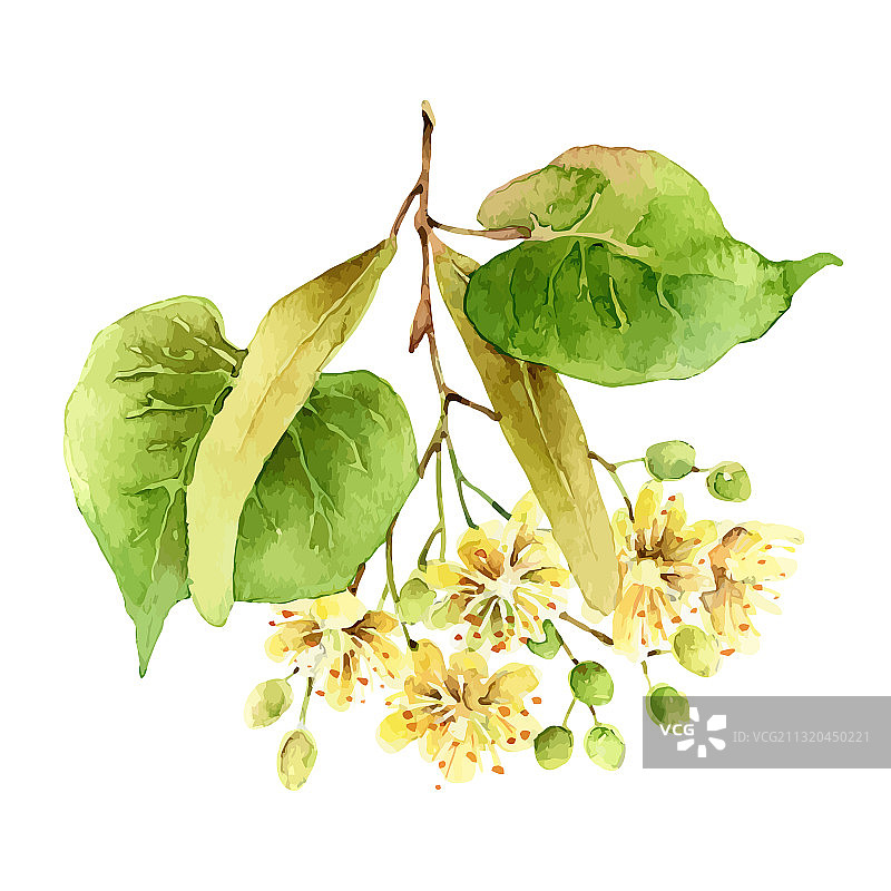 白色背景下的椴树花图片素材