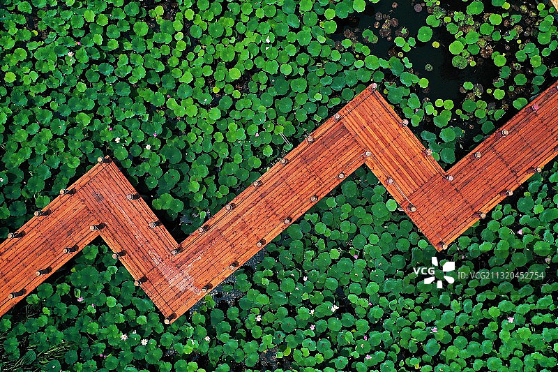 山东枣庄滕州市微山湖红荷湿地夏日美景图片素材