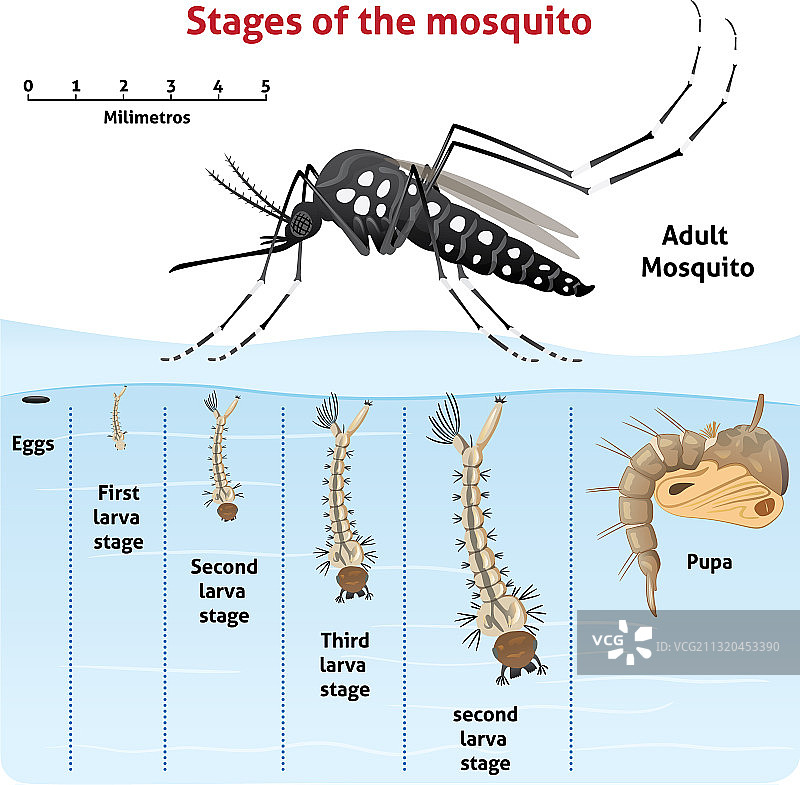 埃及伊蚊生长阶段图片素材