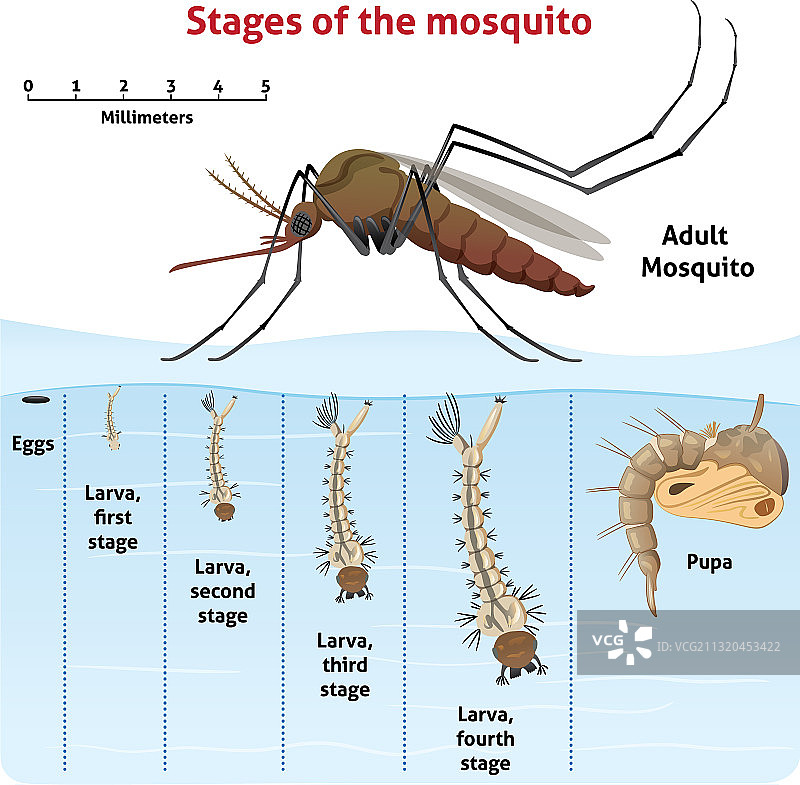 自然生长阶段的蚊子图片素材