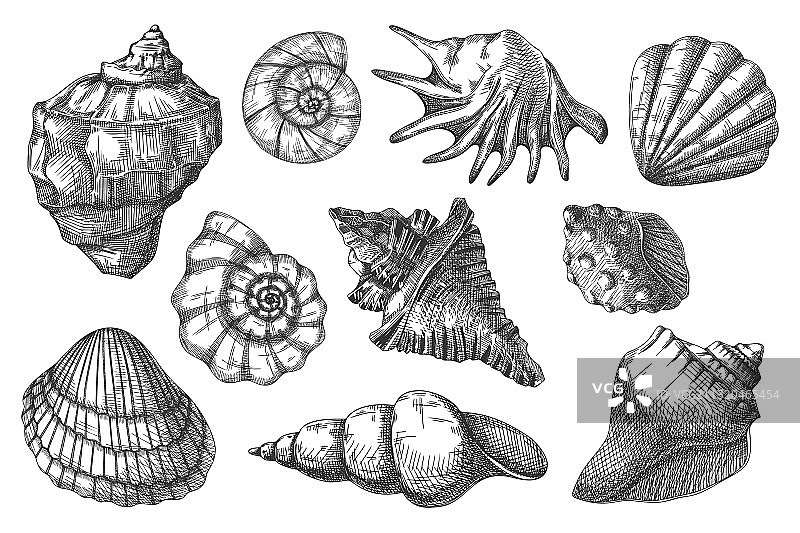 贝壳铅笔素描图标集图片素材