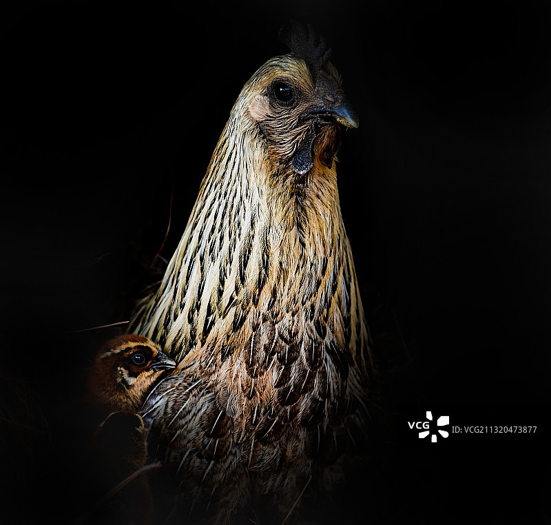 一只鸡图片素材