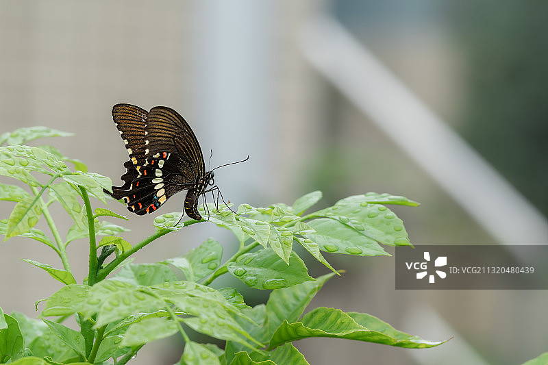 蝴蝶点水图片素材