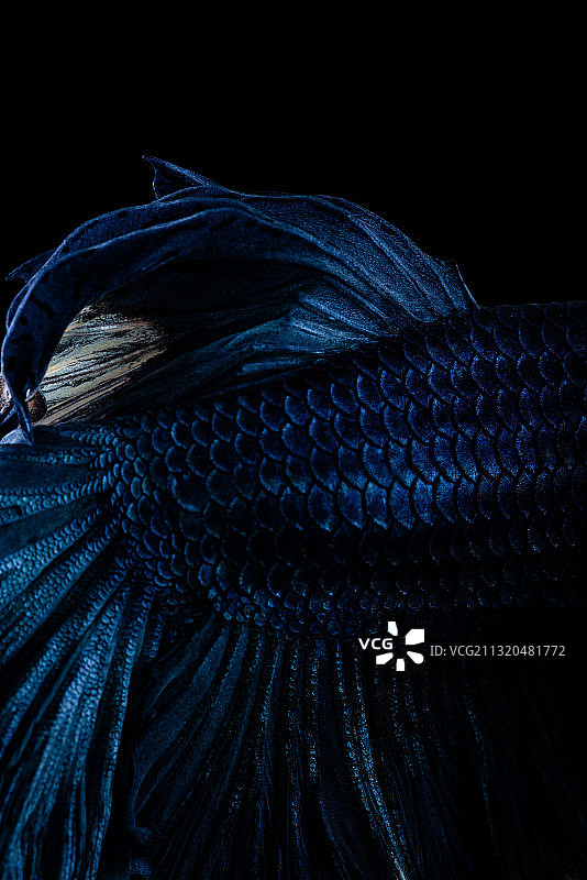 黑色背景下的蓝色泰国斗鱼图片素材