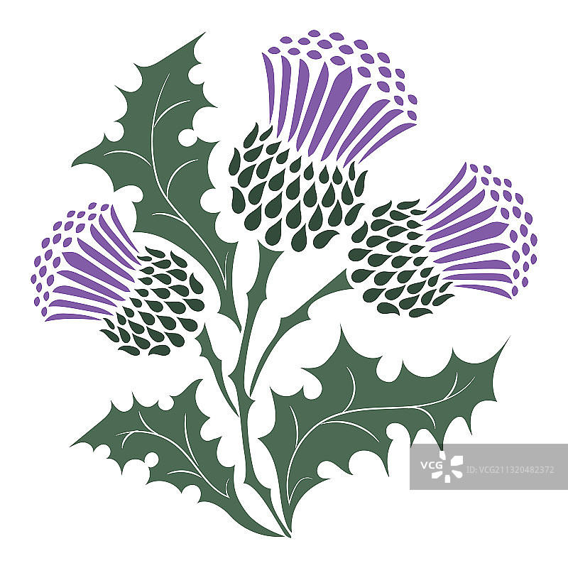 苏格兰蓟图片素材