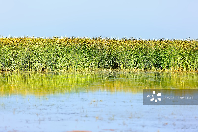 横沙东滩湿地图片素材