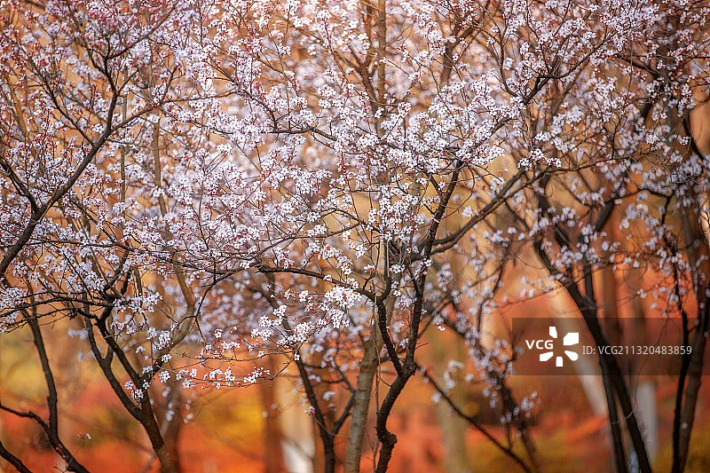 惊蛰万物生图片素材