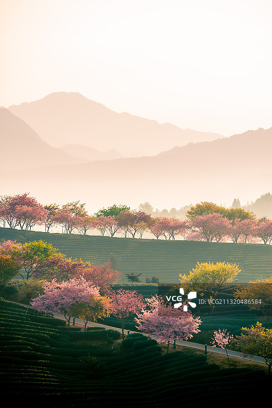 春天晨雾弥漫的永福樱花茶园，盛开的樱花和朦胧的远山图片素材