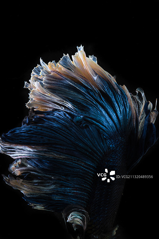 黑色背景下的蓝白色斗鱼图片素材