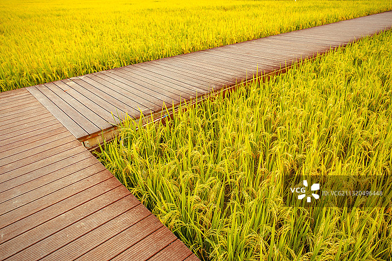 中国广东省广州市从化艾米稻香小镇图片素材