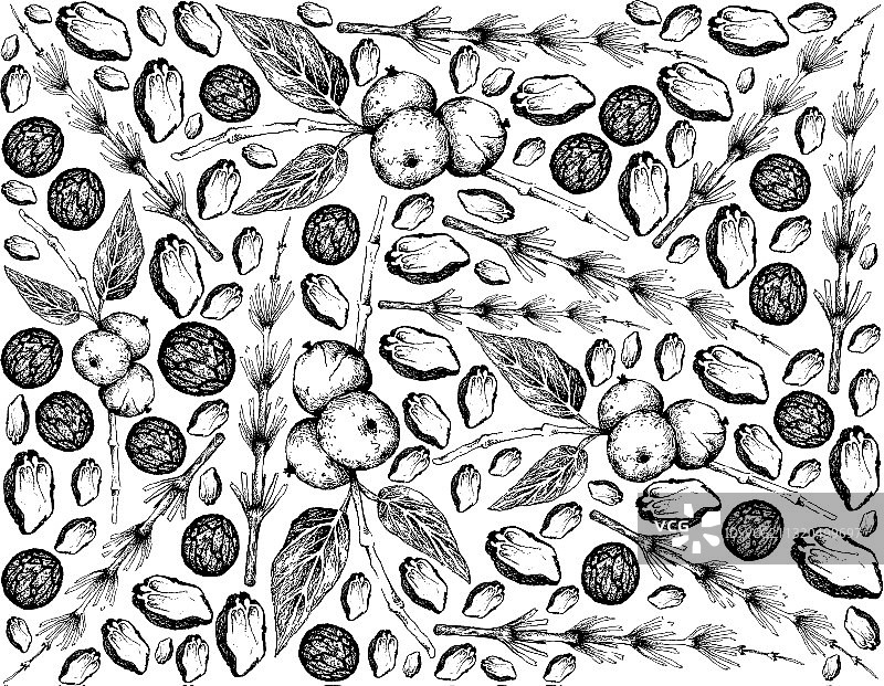 手绘背景：问荆和黑胡桃图片素材