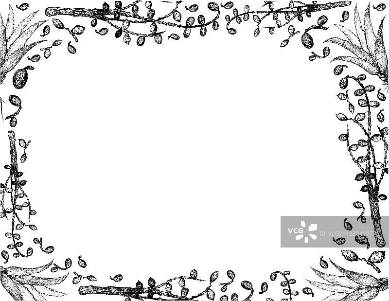 手绘锯棕榈果与芦荟边框图片素材