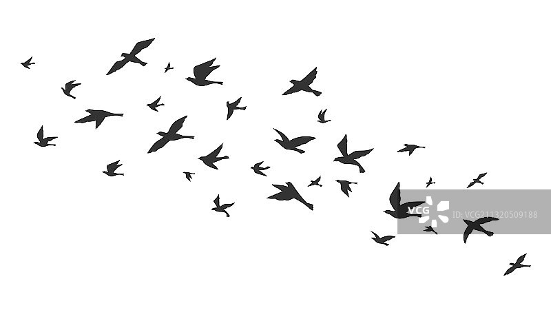 飞鸟群飞黑色剪影图片素材