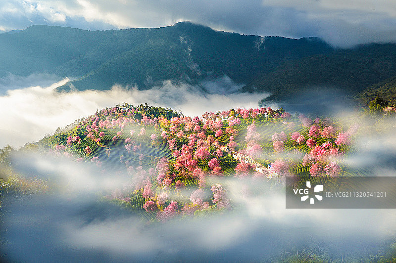 无量山冬樱花图片素材