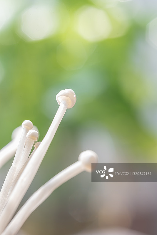 金针茹图片素材