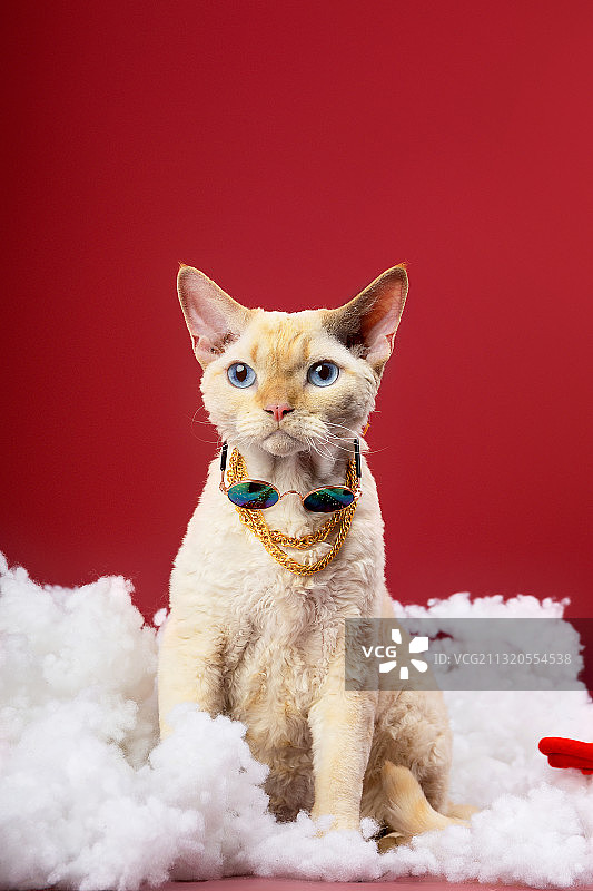 德文|胆小害怕的小猫咪图片素材