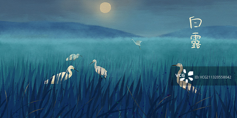 田野上的白鹭图片素材