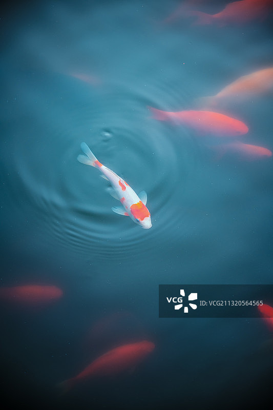 夏季池塘中的金鱼图片素材